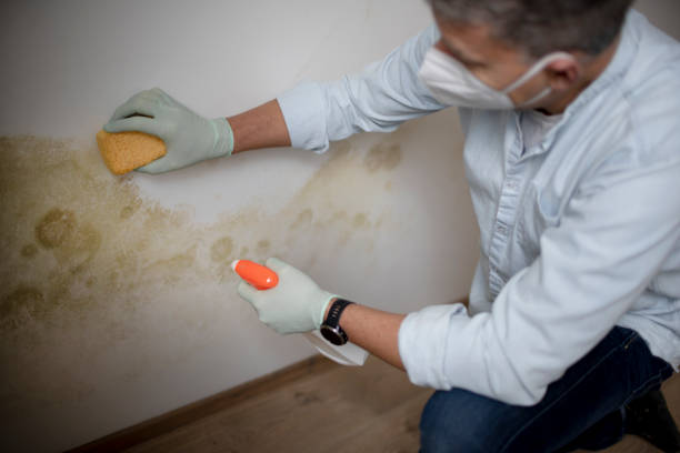 Best Water Damage & Mold Remediation  in Cloverdale, IN